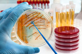 SafeTest Labs mikrobiyoloji analizleri için mikroskop görüntüsü, bakteriler ve mikroorganizmalar detaylı şekilde görünmekte.