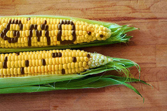 SafeTest Labs non-GMO GDO analizi testi, laboratuvar ortamında yüksek doğrulukla genetik değiştirilmiş organizma kontrolleri